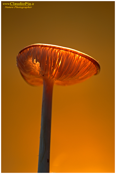 Funghi, toadstools, fungi, fungus, val d'Aveto, Nature photography, macrofotografia, fotografia naturalistica, close-up, mushrooms